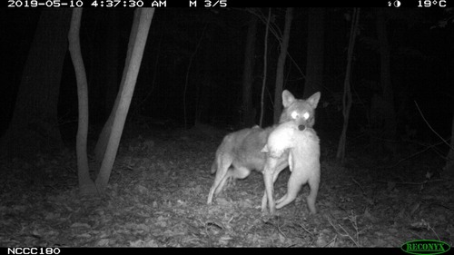 Coyote photographed in North Carolina