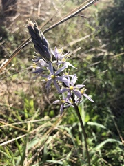 Camassia angusta