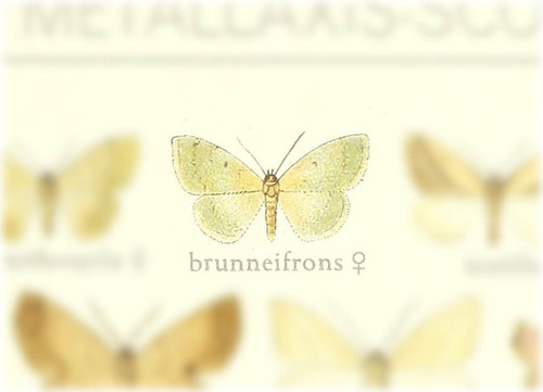 Dithecodes brunneifrons
