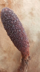 Cynomorium coccineum