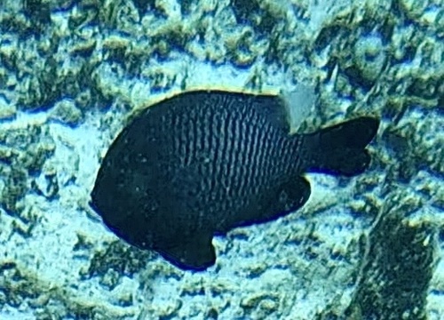 Three-spot Dascyllus (Dascyllus trimaculatus)