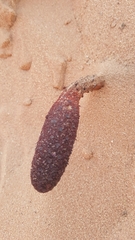 Cynomorium coccineum