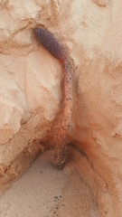 Cynomorium coccineum