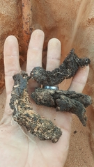 Cynomorium coccineum