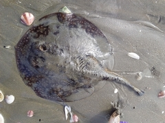 Urobatis tumbesensis