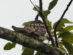 Chordeiles acutipennis