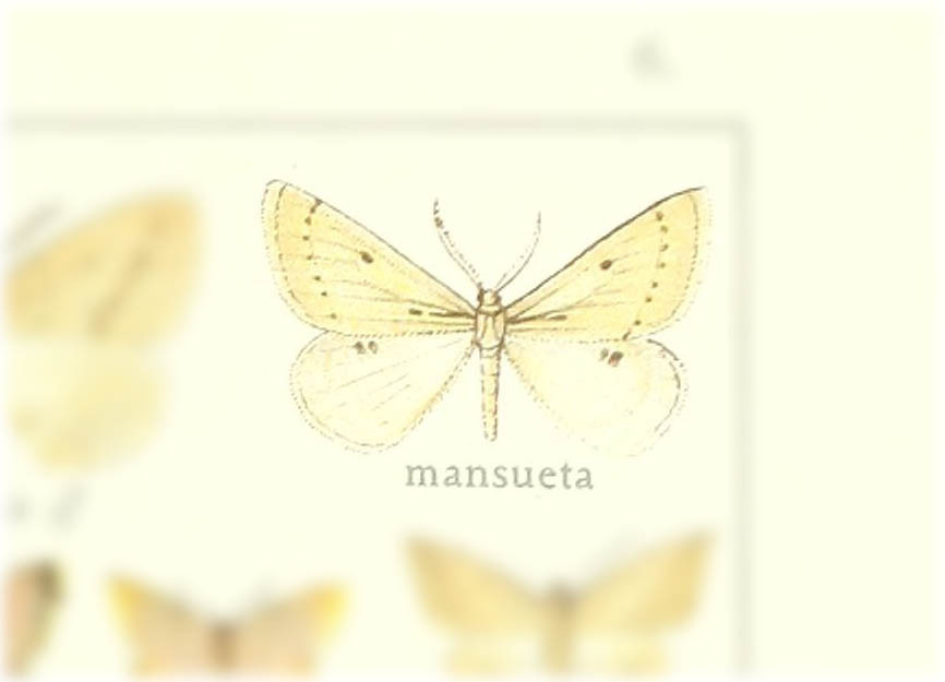 Palaeaspilates carnea