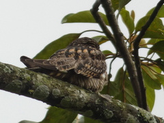 Chordeiles acutipennis