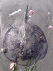 Urobatis tumbesensis