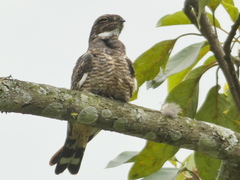 Chordeiles acutipennis