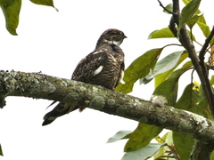 Chordeiles acutipennis