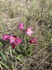 Fritillaria pluriflora