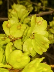 Ulmus minor