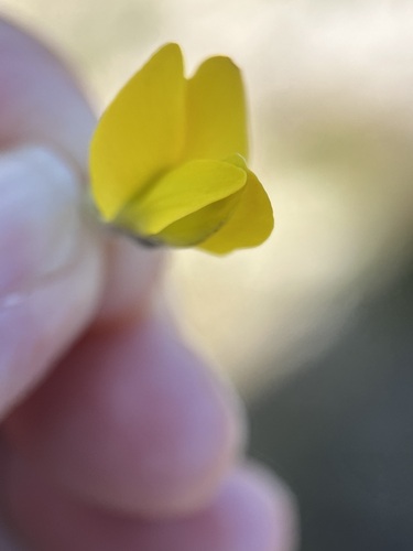 Image of Xiphotheca reflexa by (c) Charleen Brunke, some rights reserved (CC BY)