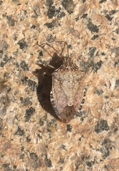 Halyomorpha halys