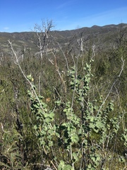 Malacothamnus helleri