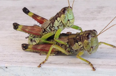 Dendrotettix quercus