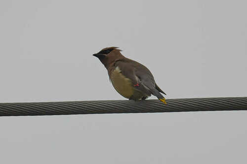 Cedar Waxwing photographed in Alaska
