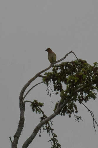Cedar Waxwing photographed in Alaska