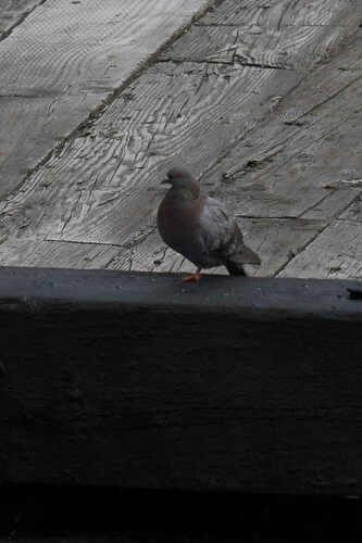 Feral Pigeon photographed in Alaska