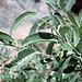 Brewer's Willow - Photo (c) 1997 Dean Wm. Taylor, some rights reserved (CC BY-NC-SA)