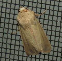 Leucania abdominalis