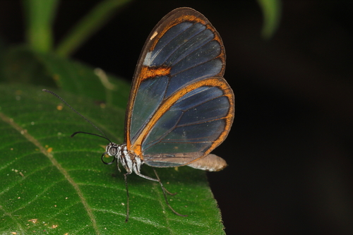 Hypoleria adasa