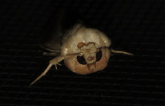 Leucania abdominalis