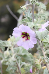 Malva subovata