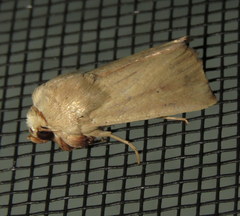 Leucania abdominalis