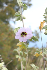Malva subovata