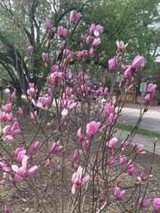 Magnoliales