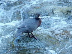 Hymenolaimus malacorhynchos