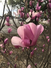Magnoliales