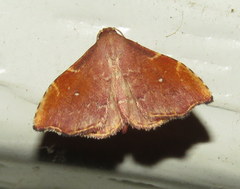 Heterorta plutonis
