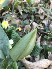 Erythronium dens-canis