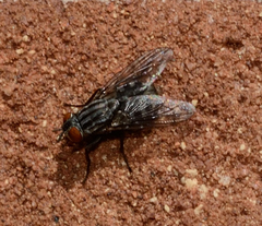 Sarcophagidae