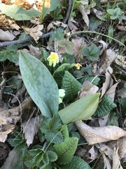 Erythronium dens-canis