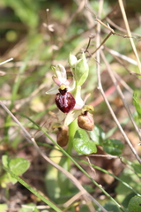Ophrys exaltata arachnitiformis