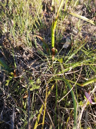 Image of Moraea bituminosa by (c) Barbara le Roux, some rights reserved (CC BY-SA)