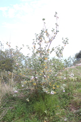 Malva subovata