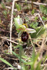 Ophrys exaltata arachnitiformis