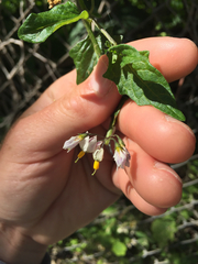 Solanum furcatum