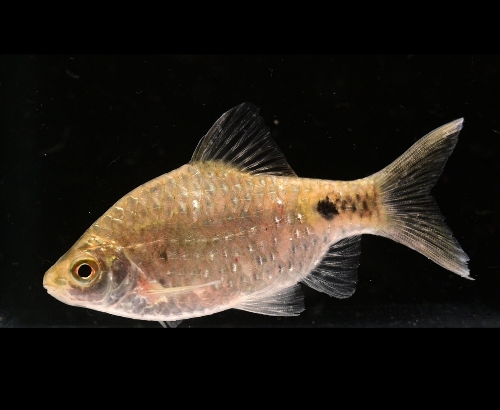 Firefin Barb