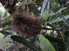 Banksia media