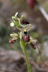 Ophrys exaltata arachnitiformis