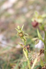 Ophrys sphegodes massiliensis