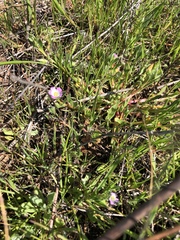 Calandrinia menziesii