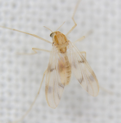 Chironomidae