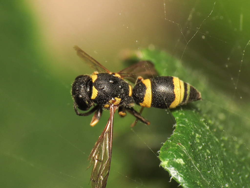 Allodynerus rossii